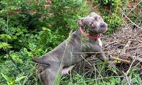 Check back for hope pet rescue news and upcoming events. These St Louis Based Canines Are Up For Adoption And In Need Of A