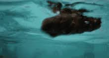 Baby Ruth Caddy Shack Gif Baby Ruth Caddy Shack Pool Discover Share Gifs