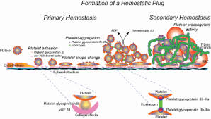 Image result for Platelet Function Closure Time