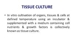 We did not find results for: Animal Cell Culture Lecture 1 Introduction Ppt Video Online Download