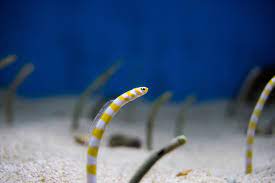 Meet The Garden Eel Small Shy And Lovable Ocean Conservation Ocean Lover Ocean Life