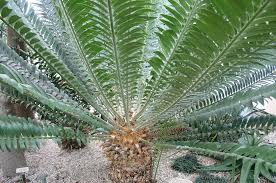 Image result for Zamiaceae