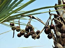 Is The Makalani Palm Tree In Namibia Really That Useful