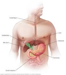Pancreatic cancer is a disease caused by malignant, cancerous cells located behind the spine, your pancreas creates enzymes for digestion and produces and distributes insulin throughout the. Pancreatic Cancer Symptoms And Causes Mayo Clinic
