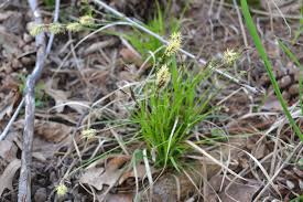 Image result for Carex mildbraediana