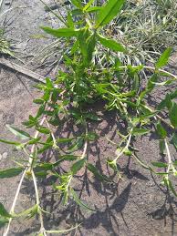 Image result for Aspilia natalensis