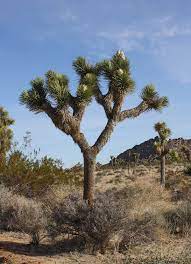 Instead i went to joshua tree national park for different wildflowers, casual climbing and art. Yucca Brevifolia Wikipedia