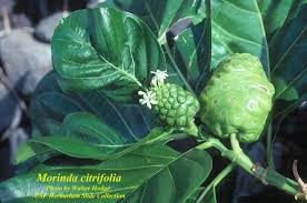 Image result for Morinda citrifolia