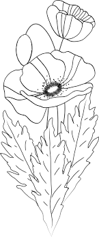 Coquelicot bricolage coquelicot dessin coquelicot tatouage coquelicots aquarelle croquis de bouquet de coquelicots by perlier is a coquelicot dessin coquelicots peinture coquelicots rouges. Dessin A Imprimer Des Coquelicots Flower Drawing Flower Sketches Flower Art