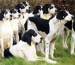 Grand Anglo Francais Blanc Et Noir Puppy Dog Hound Dogs Big Dog Breeds The Fox And The Hound Blue Tick Beagle
