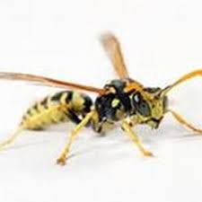 Termite control companies in kennewick, wa. The Best 10 Pest Control In Tri Cities Wa Last Updated June 2019 Yelp