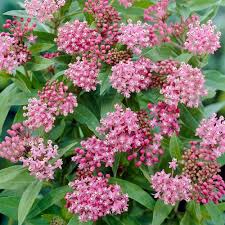 Image result for Asclepias aurea