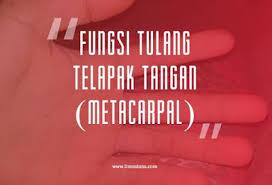 Ada 80 tulang yang masuk dalam bagian rangka aksial. 5 Fungsi Tulang Telapak Tangan Gambar Lengkap Ilmusiana