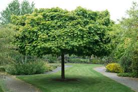 Es steht ein baum im garten. 8 Schnell Wachsende Baume Das Haus