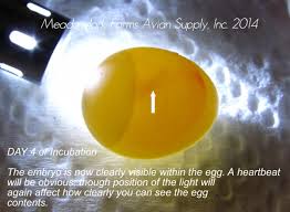Determining Fertility In Finch Eggs Kristen Reeves