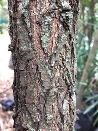 Image result for Acacia robusta