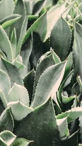 You can also upload and share your favorite cactus aesthetic wallpapers. Cactus Leaves Wallpaper Iphone Android Desktop Backgrounds