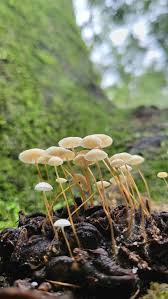 Image result for Strobilurus conigenoides