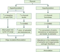 Image result for Anovulation