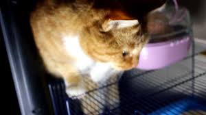 The foods for cats are factory produced and these dried foods are in the biscuit formed. Cat Wants To Eat Hamster Youtube
