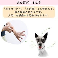 犬の耳ダニとは？原因や症状、対処法を合わせてご紹介 | 和漢・みらいのドッグフード公式ブログ