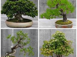Bonsai Garden Bonsai Tree Care Small Trees Big Impact