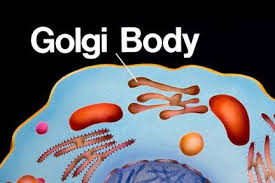 We did not find results for: What Are Golgi Bodies A Golgi Body Or Complex Is Made Up Of Several Layers Of Fluid Filled Membrane Sacs Stacked Like Panc Plant Cell Cell Biology Organelles