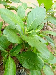 Image result for Vernonia amygdalina
