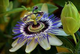 The Passion Flower A Symbol Of Christ S Passion And The Cross Amazing Flowers Passion Flower Flower Places