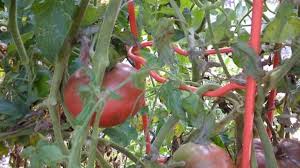 If you're growing indeterminate or vining varieties (big boy, beef master, most heirlooms). How To Stake Cage Or Pen Tomato Vines Dengarden