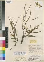 Image result for Ipomoea lapathifolia