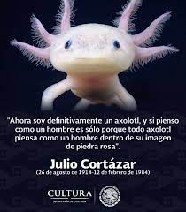 He finds these answers in the small, mexican salamander trapped within its enclosure at the jardin. Secretaria De Cultura Twitterissa Buenas Noches Has Leido El Cuento Axolotl De Julio Cortazar Hace 34 Anos Fallecio El Autor De Rayuela Y Representante Del Boom Latinoamericano Https T Co Uboqd2zpnw