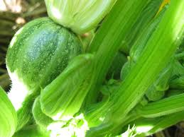 Aug 23, 2009 · you can use zucchini, yellow crookneck squash, round zucchini, zepher, or pattypan. Round Zucchini Calabasa Redondo Zucchini Green Zucchini Container Plants