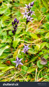 Image result for Swertia usambarensis