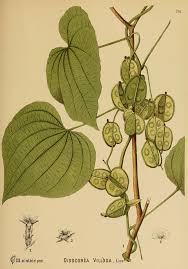 Image result for Dioscorea dumetorum