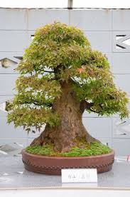 2.7 out of 5 stars, based on 3 reviews 3 ratings current price $23.00 $ 23. A Trident Maple Bonsai Tree With In Incredibly Thick Trunk I Mean Look At That Sucker See More Bonsai Trees At Http W Bonsai Tree Bonsai Art Bonsai Garden