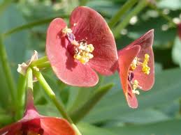 Image result for Euphorbiaceae