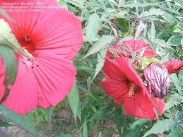 Hardy hibiscus is an exciting addition to any garden space, thanks to its giant blooms. Plantfiles Pictures Hardy Hibiscus Rose Mallow Swamp Mallow Fireball Hibiscus By Fburg696