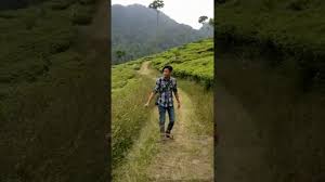 Kebun teh dengan luas sekitar 386,82 hektar ini berada di sisi utara gunung ungaran, pada ketinggian 2050 meter di atas permukaan laut, kebun teh medini tepatnya di desa ngesrepbalong, kecamatan limbangan. Kebun Teh Medini Kendal Youtube