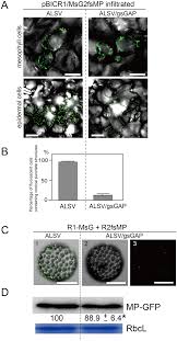 We did not find results for: Gapdh A Recruits A Plant Virus Movement Protein To Cortical Virus Replication Complexes To Facilitate Viral Cell To Cell Movement