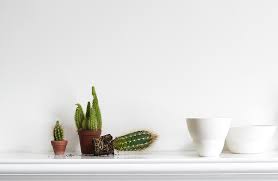 Right below, you'll learn about repotting a cactus (the right way) without killing your plant. Repotting Cacti Hannah Trickett