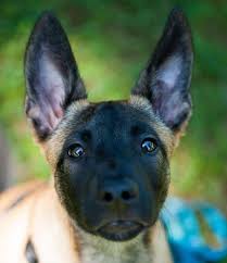 After you have left the pets separate for several days, you can try. A Woman Revealed It Took Days To Get Her 17 Cats And Dogs To Pose Together For A Picture Malinois Dog Belgian Malinois Dog Malinois Puppies