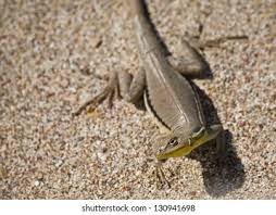 Image result for Microlophus peruvianus