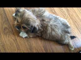 3 Month Old Shih Tzu Puppy Elizabeth Youtube