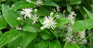 Leaves often have a bronze or purple hue when they first emerge before turning green. Clematis Vitalba In Facade Greening