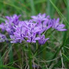 Image result for Scilla benguellensis