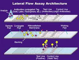 In many cases, the test and control lines show up almost immediately with definitive results available within a few minutes. Lateral Flow Test Wikipedia
