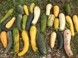Vegetable gardening with squash can lead to pollination problems. Cross Pollination Squash Zucchini
