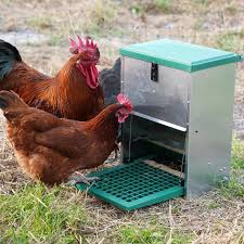 5Kg Auto Chicken Treadle Feeder Poultry Food Bowl Hen Duck Quail Feed  Garden £28.90 - Picclick Uk