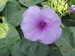 Image result for Ipomoea rubens